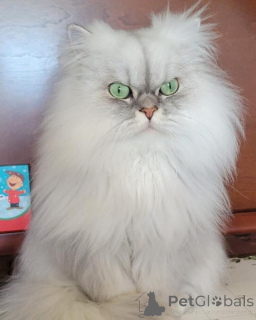 Фото №4. Продам персидскую в Бонна заводчик - цена 69575₽