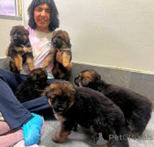 Фото №1. немецкая овчарка - купить в Ghent за 101116₽. Объявление №167081