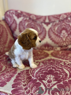 Фото №3. Porodistый kavaler-king-чarlah-ypanielegh naprodaжw.  США