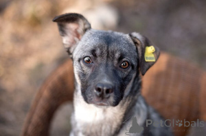 Фото №4. Продажа беспородную в Москва  - цена Бесплатно