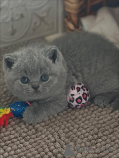 Фото №3. Грация в каждом шаге, теплота в каждом мурлыканье Красота острова сияет внутри и. Италия