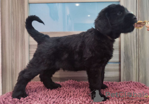 Фото №3. Щенки ризеншнауцера.  Украина