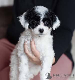 Фото №3. chiots disponibles pour le relogement.  Франция