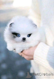 Фото №1.  - купить в Калгари за Бесплатно. Объявление №161130