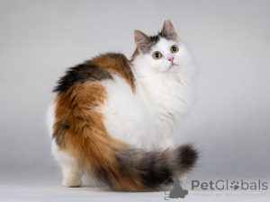 Фото №2 к объявлению №138656 о продаже  - купить в России частное объявление