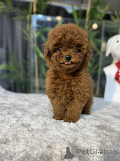 Фото №1. пудель (той) - купить в Джихон за договорная. Объявление №163712