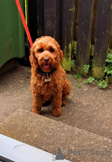 Фото №4. Продажа кавапу в Донегол частное объявление - цена 46384₽