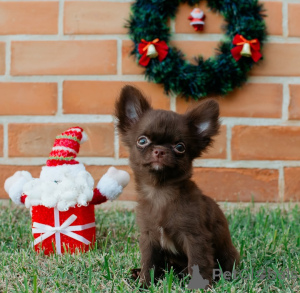 Фото №1. чихуахуа - купить в Мюнхене за 37107₽. Объявление №157371