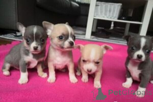 Фото №1. чихуахуа - купить в Нюрнберге за 41745₽. Объявление №149685