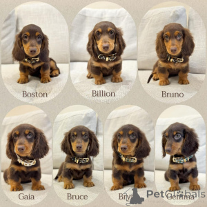 Фото №1. такса - купить в Милане за договорная. Объявление №158389