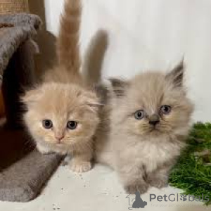 Фото №2 к объявлению №163812 о продаже манчкин - купить в Австрии частное объявление, заводчик