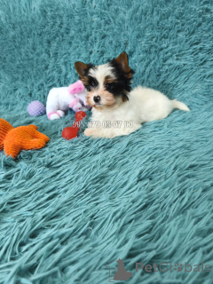 Фото №4. Продажа бивер-йоркширского терьера в Тбилиси частное объявление, из питомника, заводчик - цена договорная