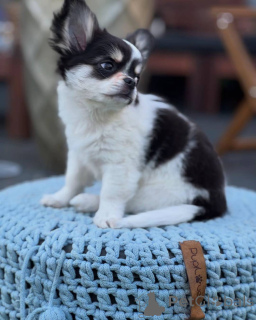 Фото №1. чихуахуа - купить в Плохой Кройзнек за договорная. Объявление №152581