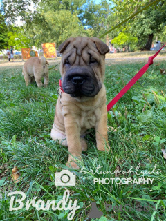 Дополнительные фото: 3 szczenięta Shar Pei na sprzedaż