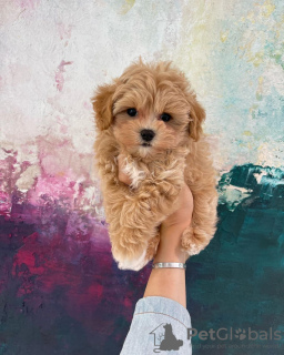 Фото №2 к объявлению №86036 о продаже мальтипу - купить в Германии частное объявление