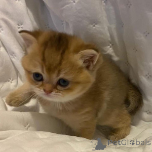 Фото №4. Продам  в Липкий  - цена Бесплатно