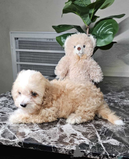 Фото №3. Игривые и сладкие щенки со мальтипу.  Германия