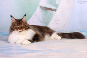 Фото №3. Взрослая кошка мейн-кун. Россия