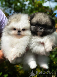 Фото №1. померанский шпиц - купить в Варшаве за Бесплатно. Объявление №164056