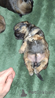 Фото №3. Чистокровные Ши-Тцу.  Эстония