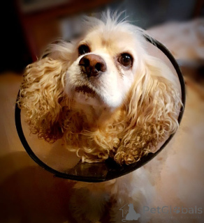 Фото №4. Продажа американского кокер-спаниеля в Москве реке частное объявление - цена Бесплатно