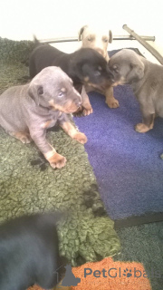 Фото №4. Продажа беспородную в Одиенс частное объявление, заводчик - цена 55660₽