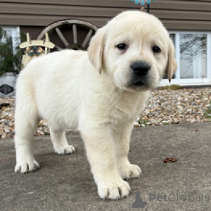Фото №4. Продажа лабрадудля в Мюнхене заводчик - цена договорная