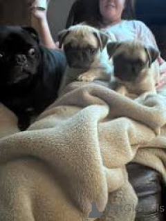 Фото №1. мопс - купить в Манчестер за 64937₽. Объявление №165715