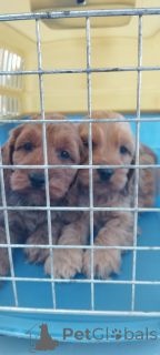 Фото №2 к объявлению №139808 о продаже беспородную - купить в Сербии заводчик