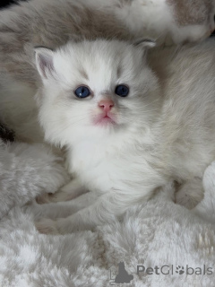 Фото №3. Игривый дух, любящее сердце Финна идеальное сочетание веселья и привязанности.. Нидерланды