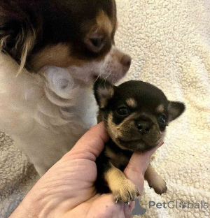 Фото №3. Очень маленькие чихуахуа.  Сербия