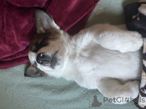 Фото №4. Продажа джек-рассел-терьера в Тбилиси частное объявление - цена 13810₽