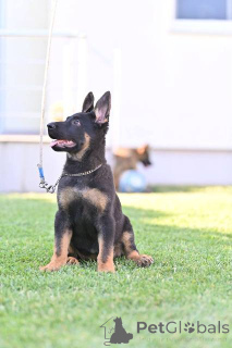 Фото №4. Продажа немецкую овчарку в Белграде  - цена договорная