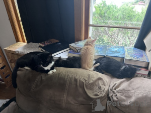 Фото №1. мейн-кун - купить в 9, двойные косяки за 5914₽. Объявление №148698