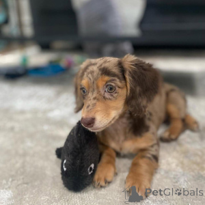 Фото №1. такса - купить в Вроцлав за договорная. Объявление №163177