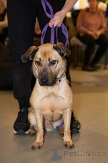 Фото №1. беспородная - купить в Санкт-Петербурге за Бесплатно. Объявление №163727