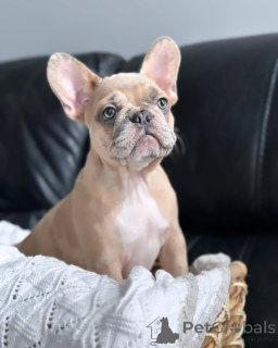 Фото №3. Очаровательный щенок доступен для усыновления.  Германия