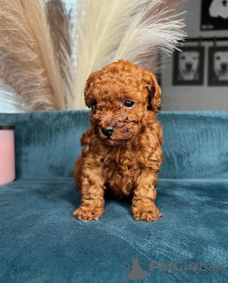 Фото №2 к объявлению №98610 о продаже беспородную - купить в Швеции частное объявление