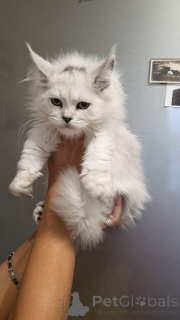 Фото №3. Очаровательный котенок мейн-кун готов к любящему дому. США