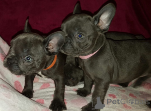 Фото №2 к объявлению №115877 о продаже французского бульдога - купить в Германии частное объявление, заводчик