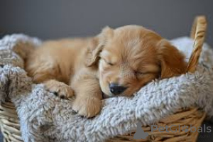 Фото №2 к объявлению №136774 о продаже золотистого ретривера - купить в Германии 