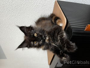 Фото №2 к объявлению №155992 о продаже мейн-кун - купить в России из питомника