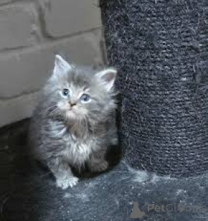 Фото №3. Норвежский Вальдкатцен-Кетчен цу веркауфен. Австрия