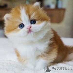 Фото №1. британская длинношёрстная - купить в Берне за договорная. Объявление №160245