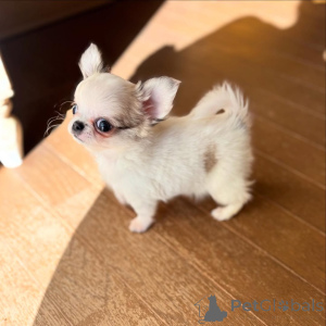 Фото №2 к объявлению №157293 о продаже чихуахуа - купить в Германии из приюта, заводчик