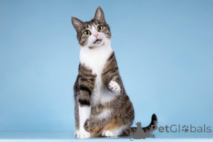 Фото №3. Кошечка Бонни ищет доброе сердце.. Россия