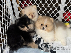 Фото №1.  - купить в Канавае за договорная. Объявление №161682