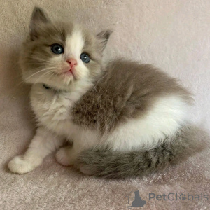 Фото №2 к объявлению №136794 о продаже манчкин - купить в Германии заводчик