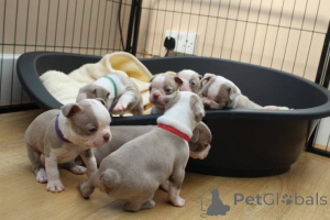 Фото №2 к объявлению №135556 о продаже бостон-терьера - купить в США из приюта, заводчик