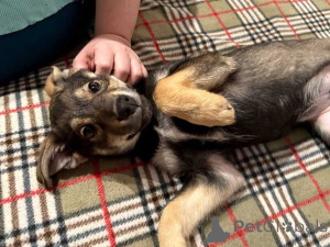 Фото №4. Продажа беспородную в Москова частное объявление - цена Бесплатно